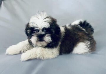 Shih Tzu Puppies