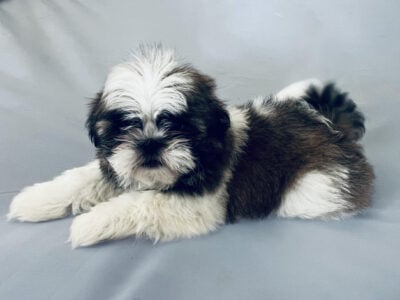 Shih Tzu Puppies