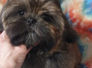 Shih tzu pup Beautiful, AKC