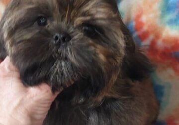 Shih tzu pup Beautiful, AKC
