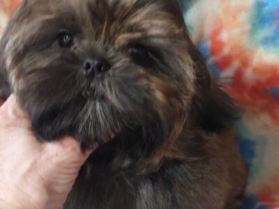 Shih tzu pup Beautiful, AKC