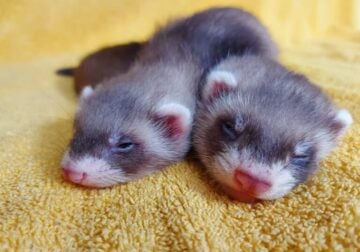 Fur kits- ferrets