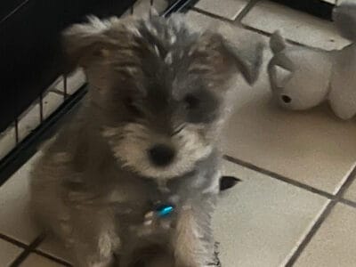 Beautiful Schnauzer mixed