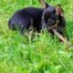 Chihuahua/Yorkie Mix Puppy