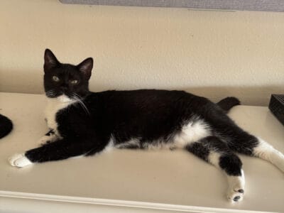 Female Tuxedo Cat One Year