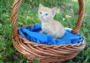 Beau (Orange tabby male)