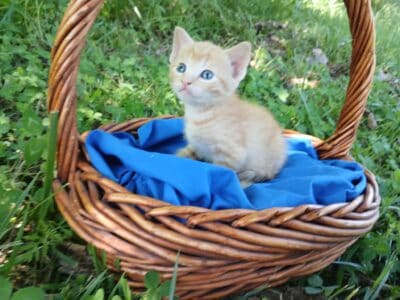 Beau (Orange tabby male)