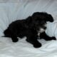 Nike- MaltiPoo male, non-shedding, very smart