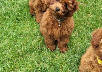 Red Toy Poodle AKC