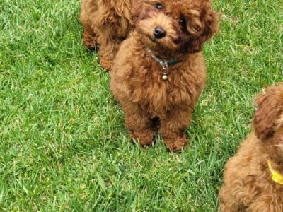 Red Toy Poodle AKC