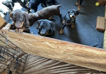 Doberman Puppies