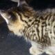 Adorable 10 week old Female Kitten