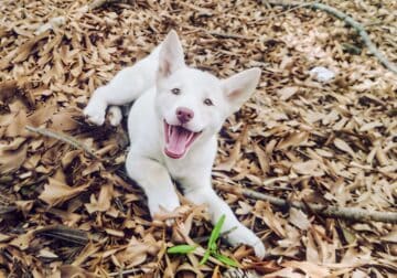 White Female Siberian Husky Puppy