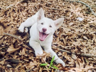 White Female Siberian Husky Puppy