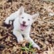 White Female Siberian Husky Puppy