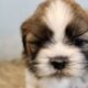 Male Shih Tzu Pups