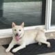 Shiba Inu Puppy For Sale – White Male