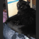 2 cats for free Please read my story