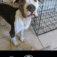 Smokey the pit
