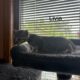 Bengal Russian Blue Mix