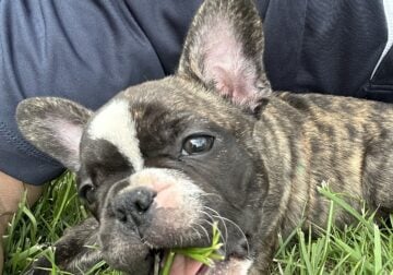 French Bulldog