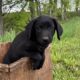 Labrador Retriever puppies