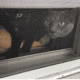 2 cats for free Please read my story