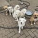 Retriever Mastiff/ Great Pyrenees puppies