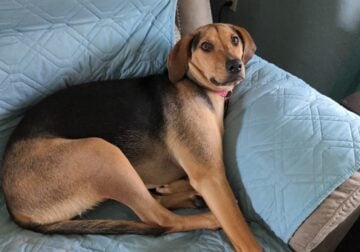 Must Rehome