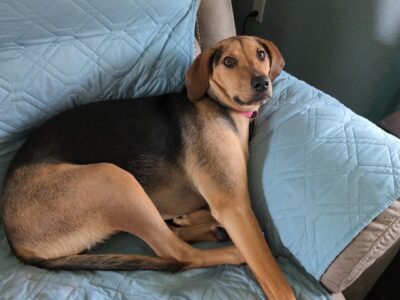 Must Rehome