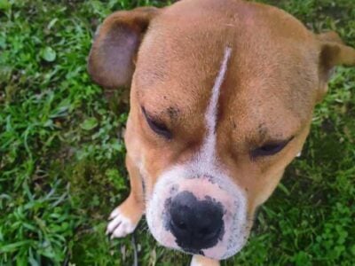 Free Male Pups Mixed breed