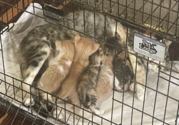 5 4-week-old kittens