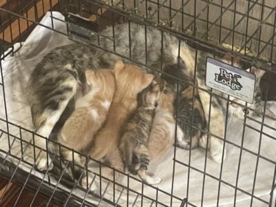 5 4-week-old kittens