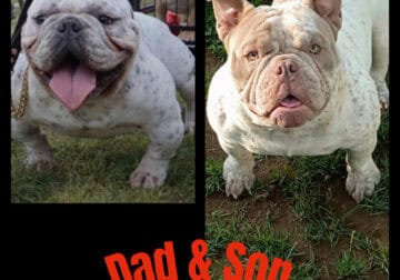 Micro bully stud