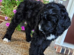 Cosmo – Male – Tri-Color F1 Aussiedoodle – Born 5/