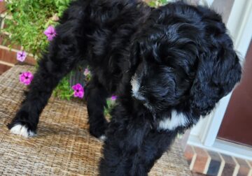 Cosmo – Male – Tri-Color F1 Aussiedoodle – Born 5/