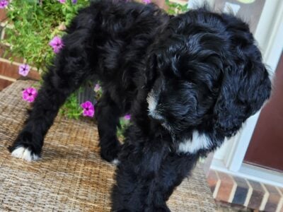 Cosmo – Male – Tri-Color F1 Aussiedoodle – Born 5/