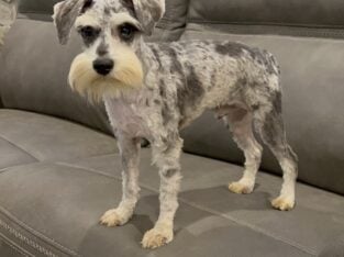 CKC MINI SCHNAUZER