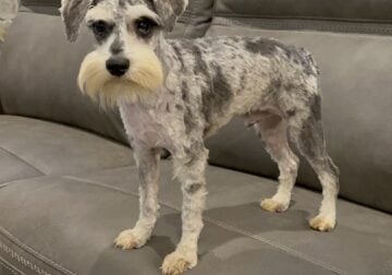 CKC MINI SCHNAUZER