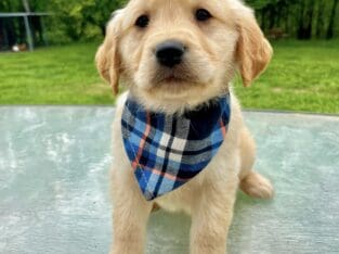AKC Golden Retriever