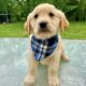 AKC Golden Retriever red