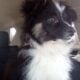 Merle Toy Aussie