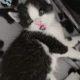 Kittens 4 Free Need Loving Home(s)
