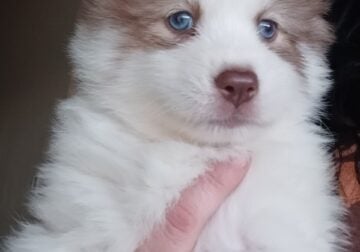 Puppies for sale – Jordan