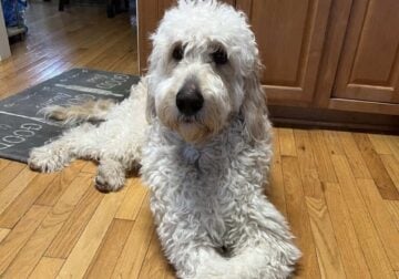 Charlie Golden doodle