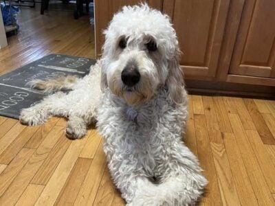 Charlie Golden doodle