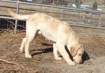 AKC English Labrador Retrievers