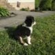 Rosie – Micro/Toy Australian Shepherd