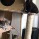 BobTail kittens