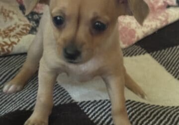 Chihuahua Puppies for Sale